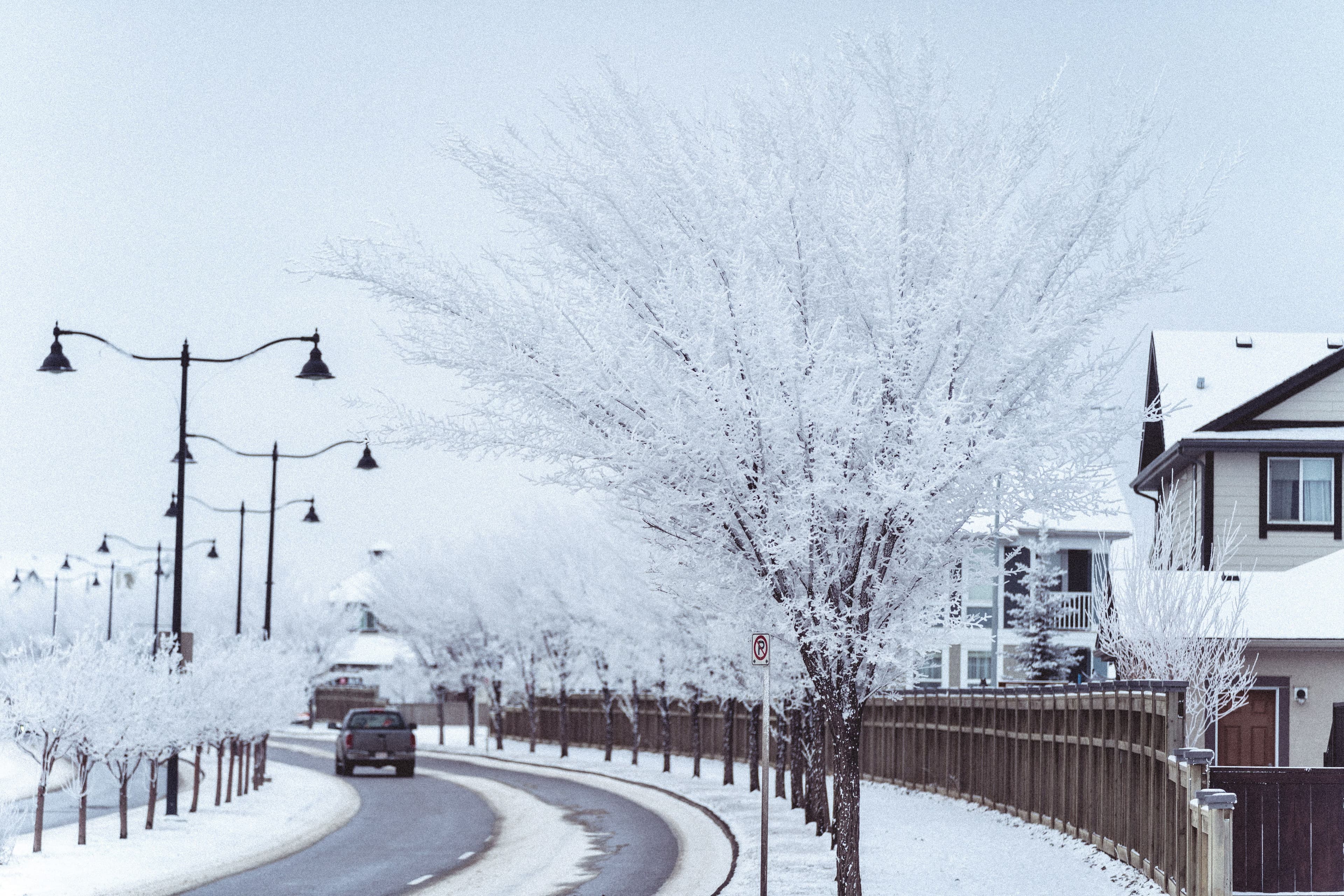 A serene snowy street scene in Calgary capturing a winter wonderland with frosted trees.