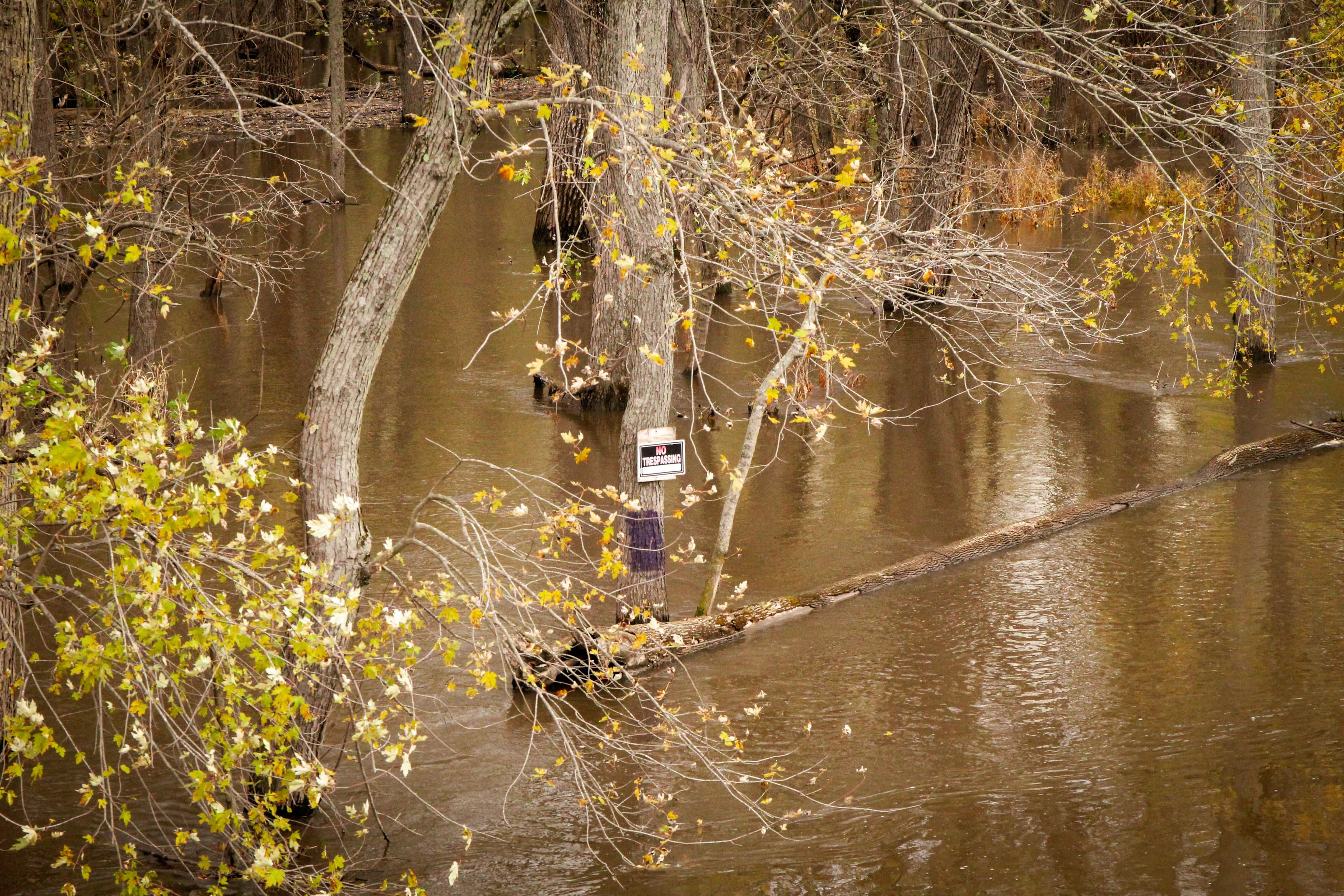 Flooded forest area with visible warning sign and autumn trees in the background.